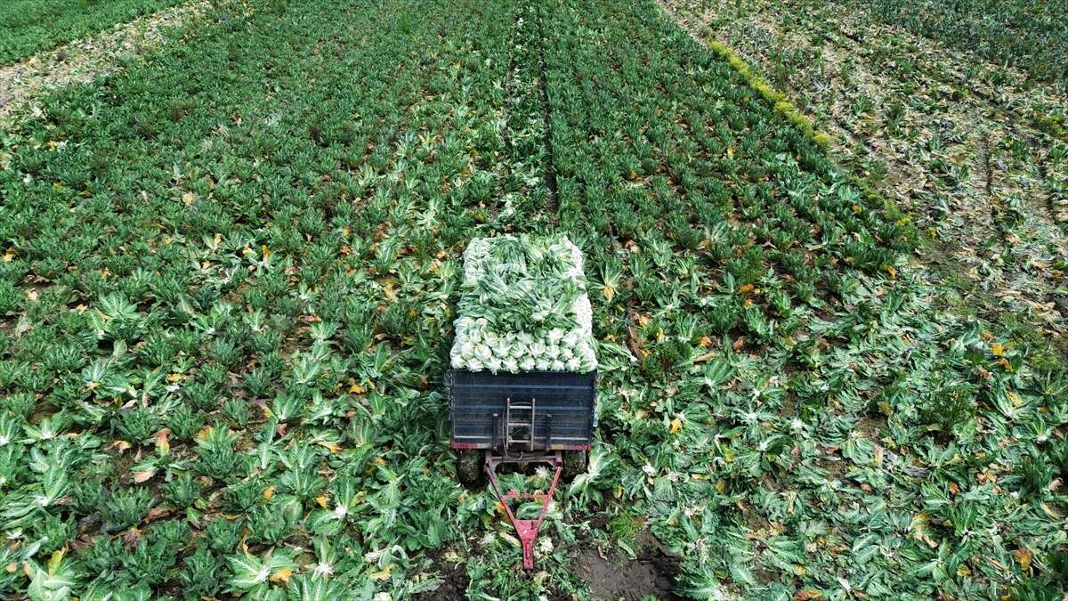Hasatta sona gelindi, Konya pazarlarında Karadeniz hareketliliği başlıyor 4